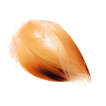 FFGene Plumes de flanc de canard colvert