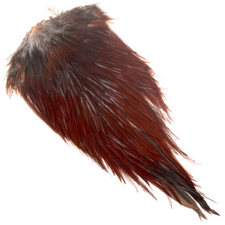 Selle de coq FFGene India