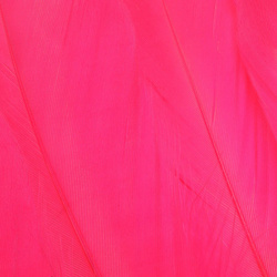 FFGene Plumes d’épaule d’oie