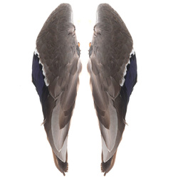 FFGene Plumes d’aile de canard colvert