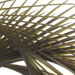 Hareline Stripped Goose Biots