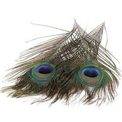 FFGene Sections teintées d’ocelles de plumes de queue de paon