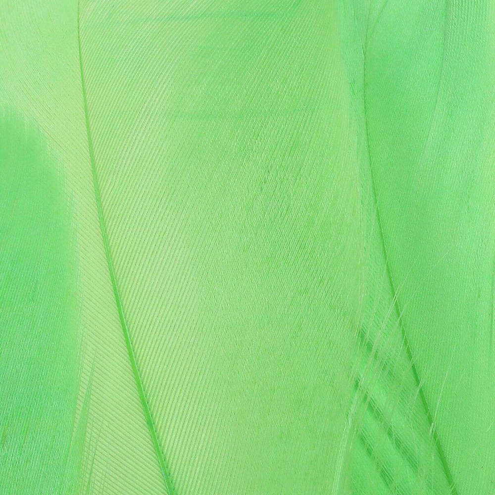 Insect Green