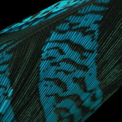 Hareline Lady Amherst Centre Tail