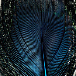 FFGene Peacock Eyes color