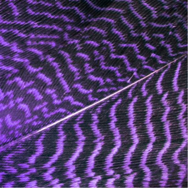 Wapsi Gadwall Barred Flank