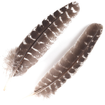 FFGene Plumes d’aile de dinde Ozark