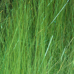 Hareline Ice Dub Minnow Back Shimmer Fringe