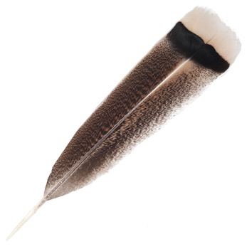 FFGene Plumes de queue de dinde mouchetées