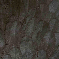 Selle de poule FFGene India