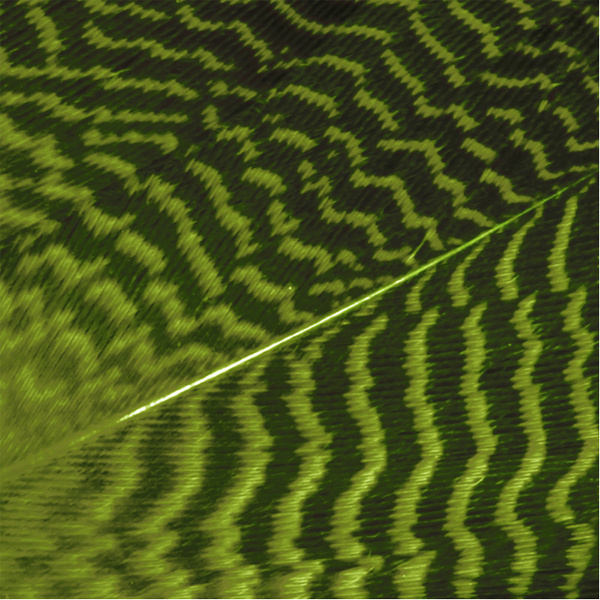 Wapsi Gadwall Barred Flank