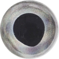 Yeux pour mouches FFGene FF Gene Living 3-D Eyes