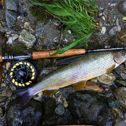 Canne Mouche Taimen [NPHX]