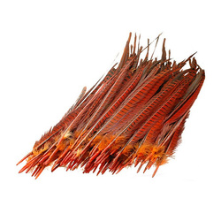 FFGene Plumes centrales de la queue de faisan