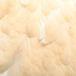 Hareline Hen Saddle