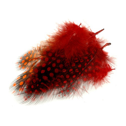 FFGene Plumes de pintade