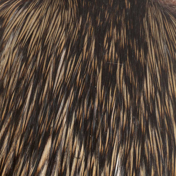 FFGene India Cock Capes class A