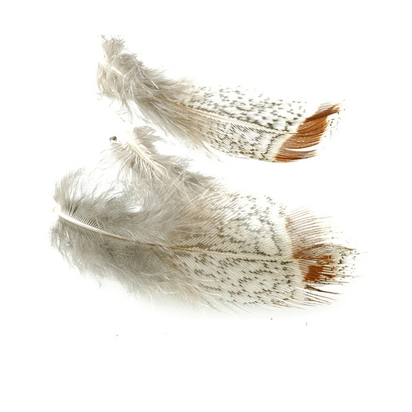 FFGene Partridge Plumages