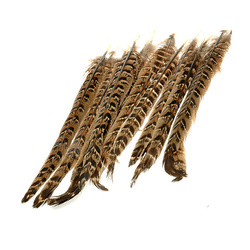 FFGene Plumes centrales de la queue de faisane