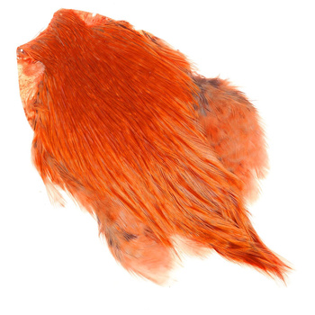 Cou de coq coloré FFGene India