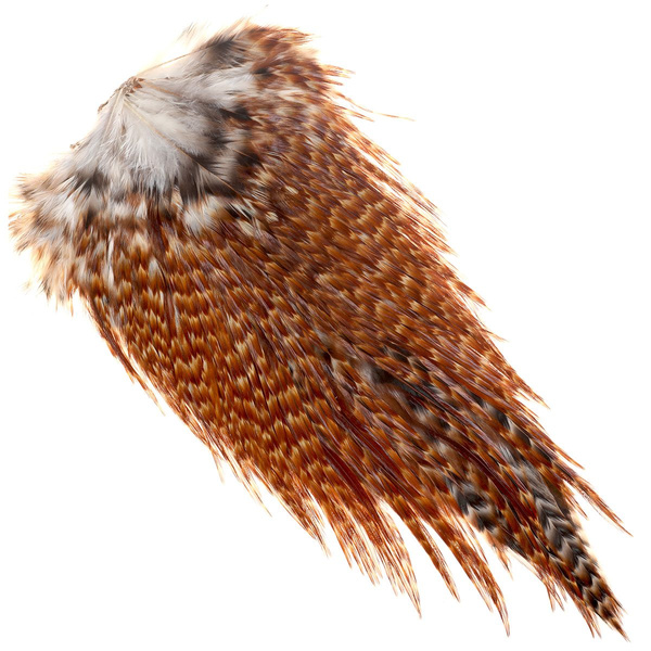 Selle de coq FFGene India
