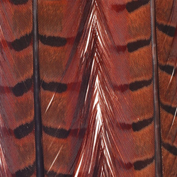 FFGene Plumes centrales de la queue de faisan