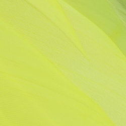 Wapsi Goose Shoulders