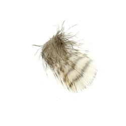 FFGene Plumes de bécasse des bois