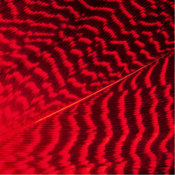 Wapsi Gadwall Barred Flank