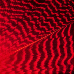 Wapsi Gadwall Barred Flank