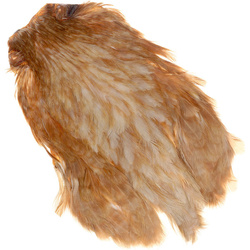 Cou de poule FFGene India