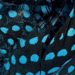 FFGene Plumes de pintade