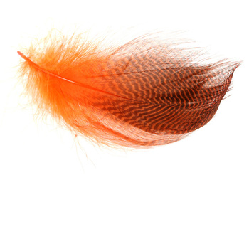 Wapsi Plumes barrées des flancs du canard chipeau