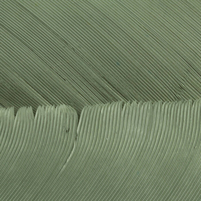 Gray Olive