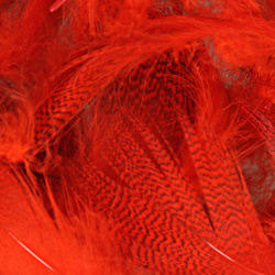 Hareline plumes de flanc de canard colvert