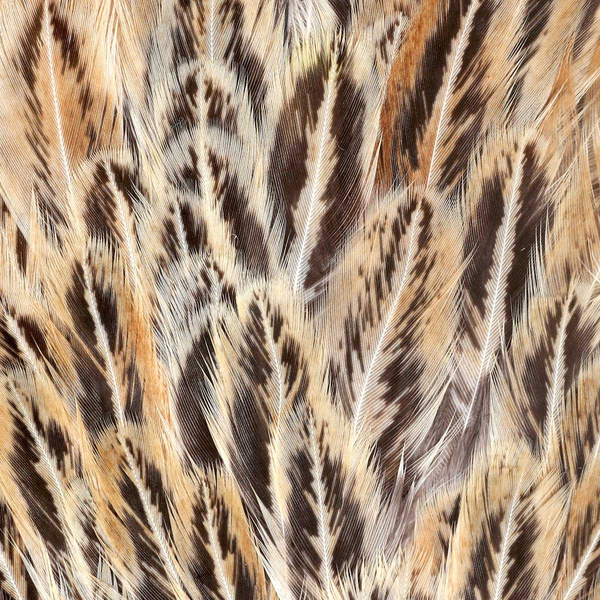 FFGene India Hen Speckled Saddles