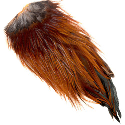 Selle de coq FFGene India