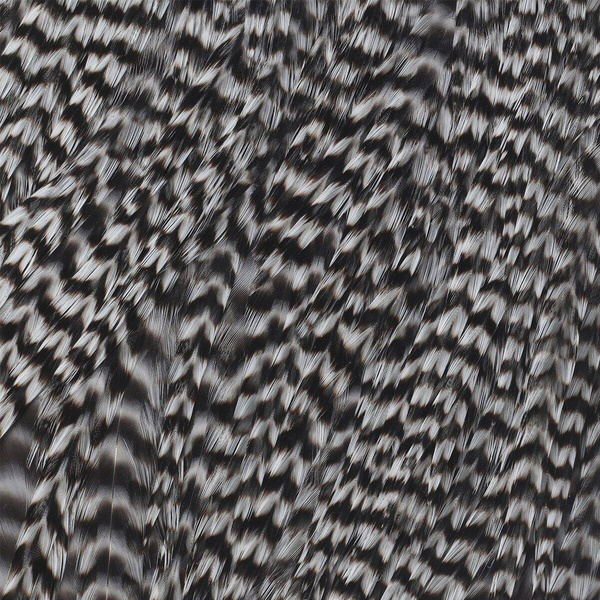 Ewing Grizzly Whole Saddles