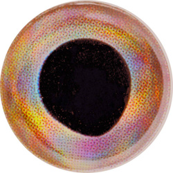 Yeux pour mouches FFGene FF Gene Living 3-D Eyes