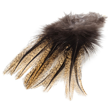 Plume de Coq de Leon